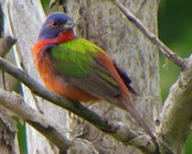 Painted Bunting 151st west end 6_2015 